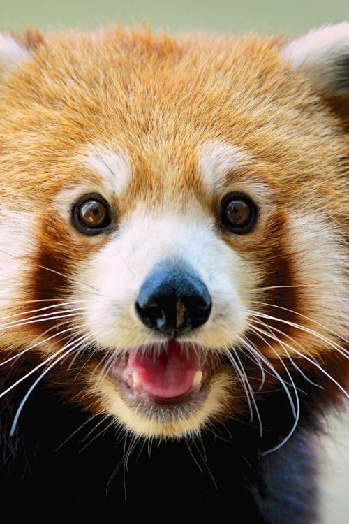 Happy Red Panda Happy Red Panda